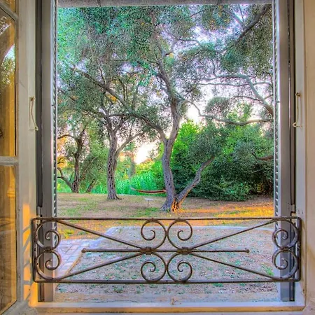 Black Olive Paramonas * Corfu (city)