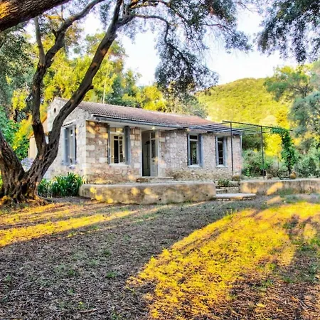 Black Olive Paramonas *