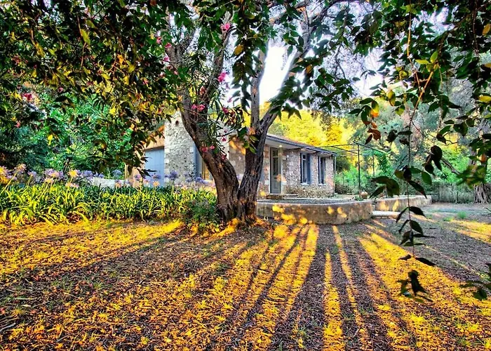 Black Olive Paramonas